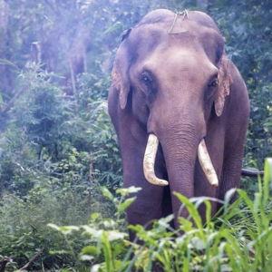 Elephant Sanctuary visit in Khao Sok National Park