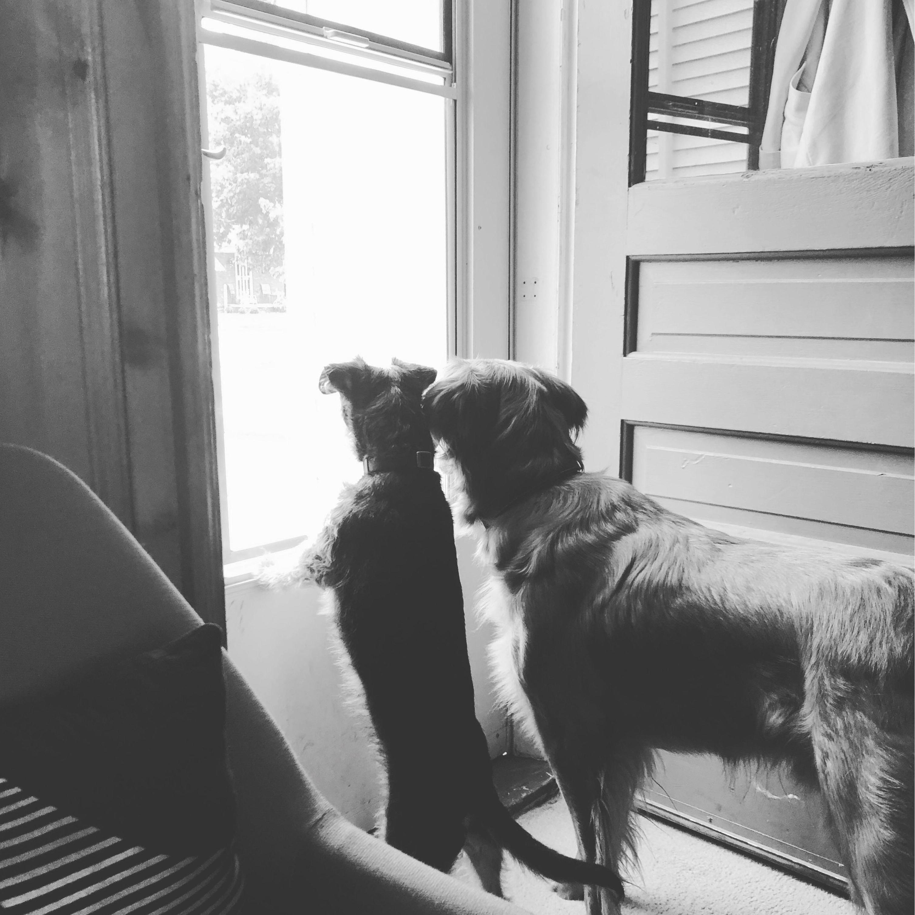 Our boys - Ovi and Brink :)