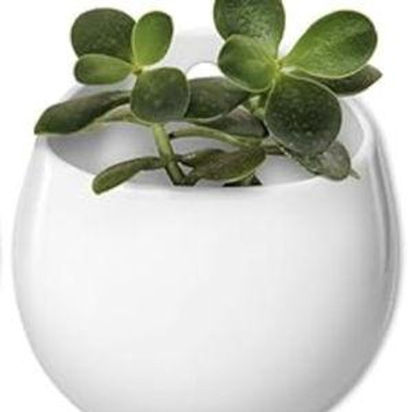 Mkono 4 Inch Wall Mounted Planter Round Ceramic Hanging Plant Holder Decorative Flower Display Vase Succulent Pots for Indoor Plants, Set of 3, White (Plants NOT Included)