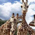 Cheyenne Mountain Zoo