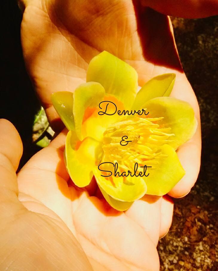 The Wedding Website of Sharlet Mayfield and Denver Weaver