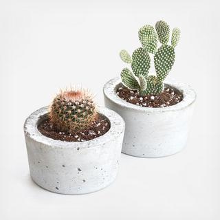 2-Piece Barrel Classic Planter with Cactus Set