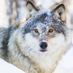 Colorado Wolf and Wildlife Center