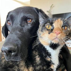 Pet care for Pal & Annee during our wedding!