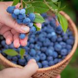 Fruit Picking