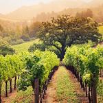 Wine Tasting in Carmel Valley
