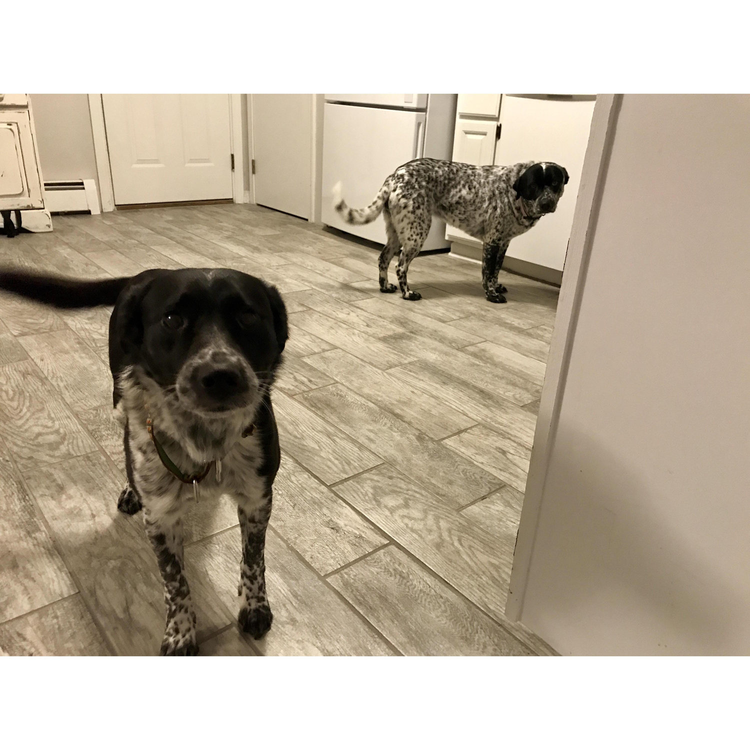 February 2019 - Lola and JJ meeting for the first time