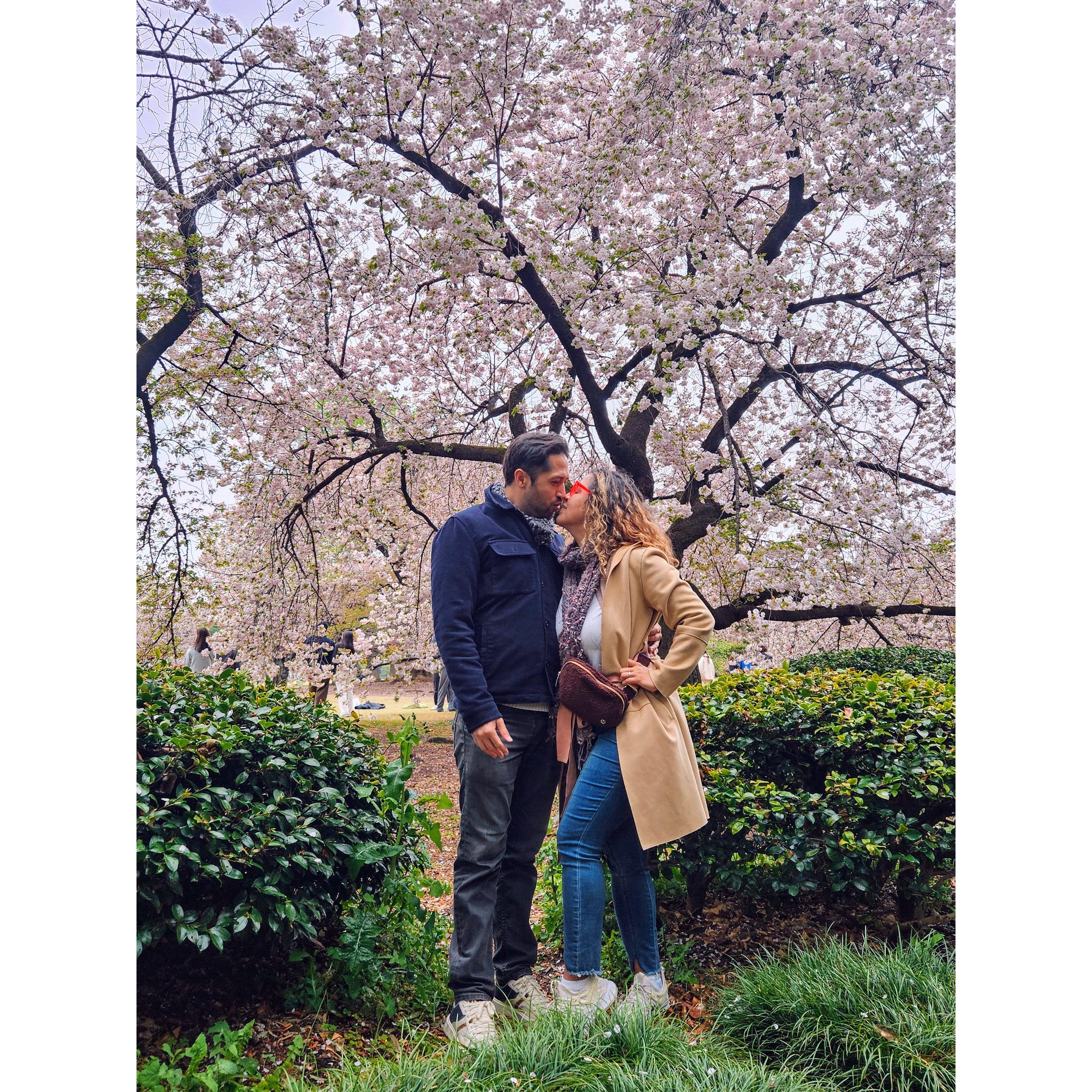 We love travel abroad. Cherry blossoms in Japan this past April..../ Nos encanta viajar al extranjero. Los cerezos en flor en Japón este pasado abril...