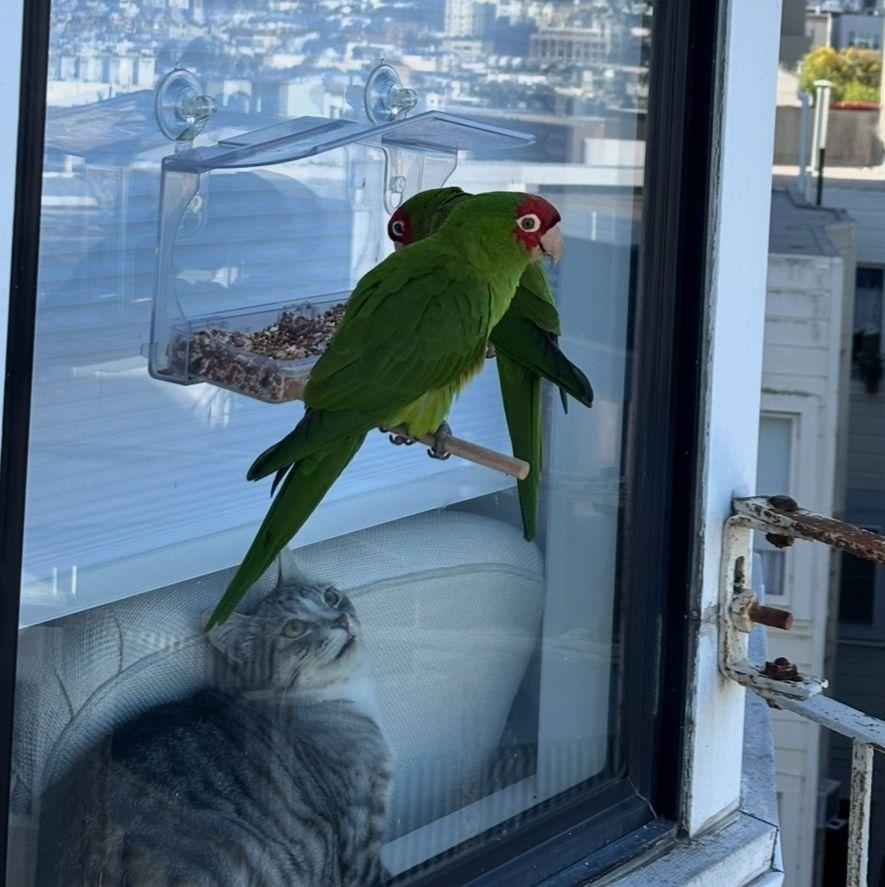 The bird feeder at our apartment in SF and some special visitors, the local parrots!