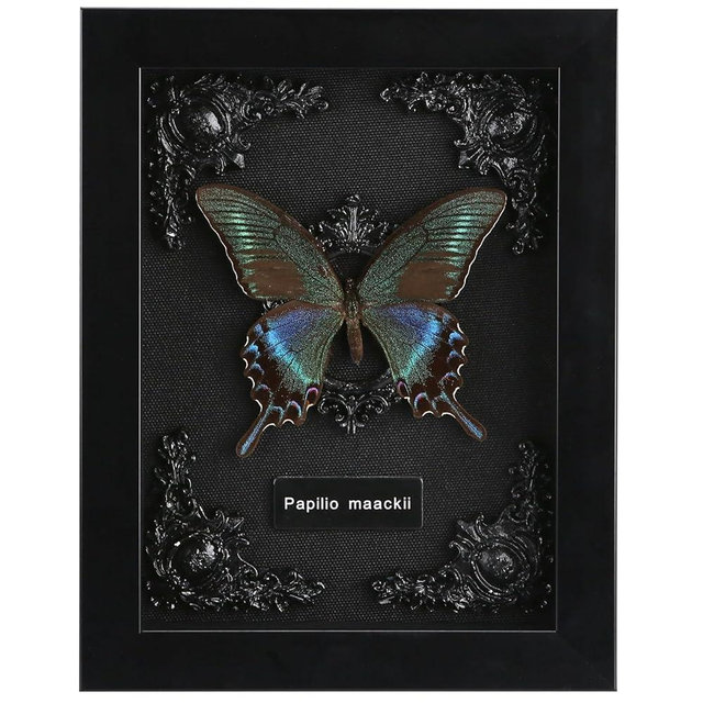 Real Framed Butterfly Taxidermy - Shadow Box, Real Framed Butterfly in a Box for Gothic Home Decor Aesthetic (B_Alpine Black Swallowtail Black Background #1)