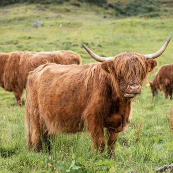 Honeymoon Activity - Loch Ness, Glencoe, & Inverness Tour