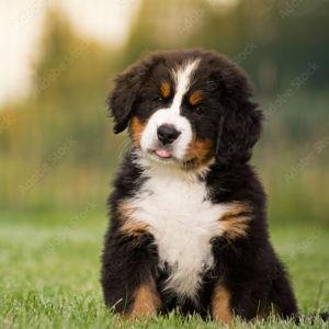 Our Bernese Mountain Dog Fund