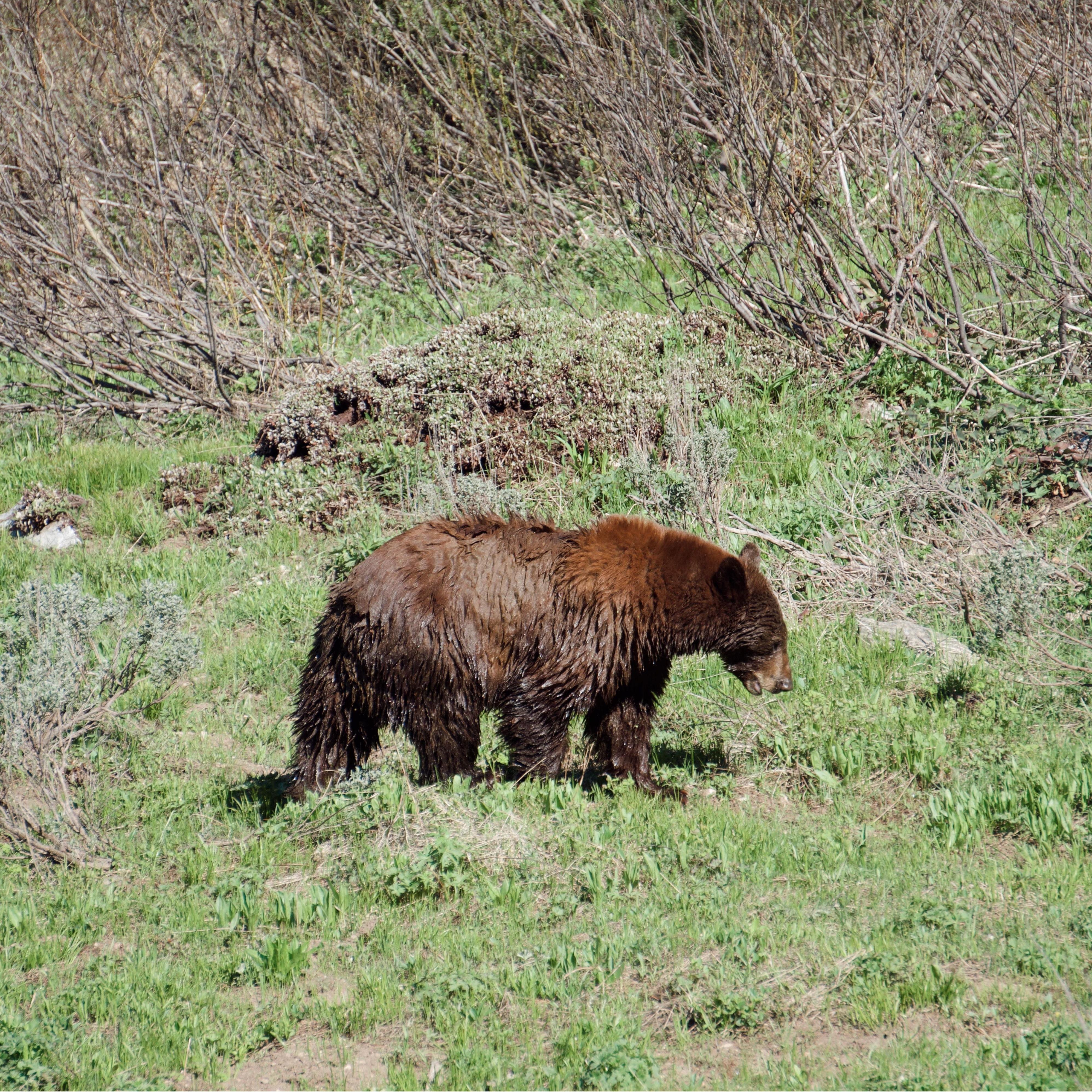 A grizzly just leaving from bathing in Moose Pond right off of the Jenny Lake Loop trail in the spring, the same pond the moose pictured before was swimming in the fall!