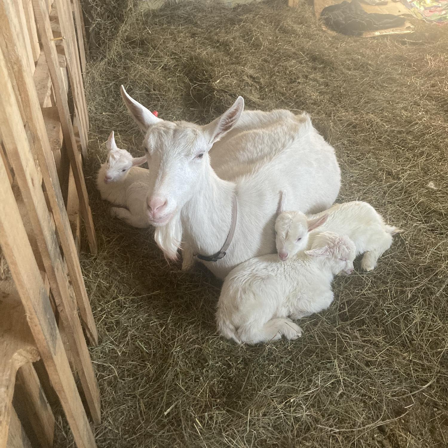 Our first goat babies with their mom, Peggy!