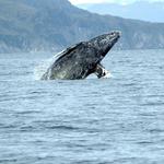 Whale Watching