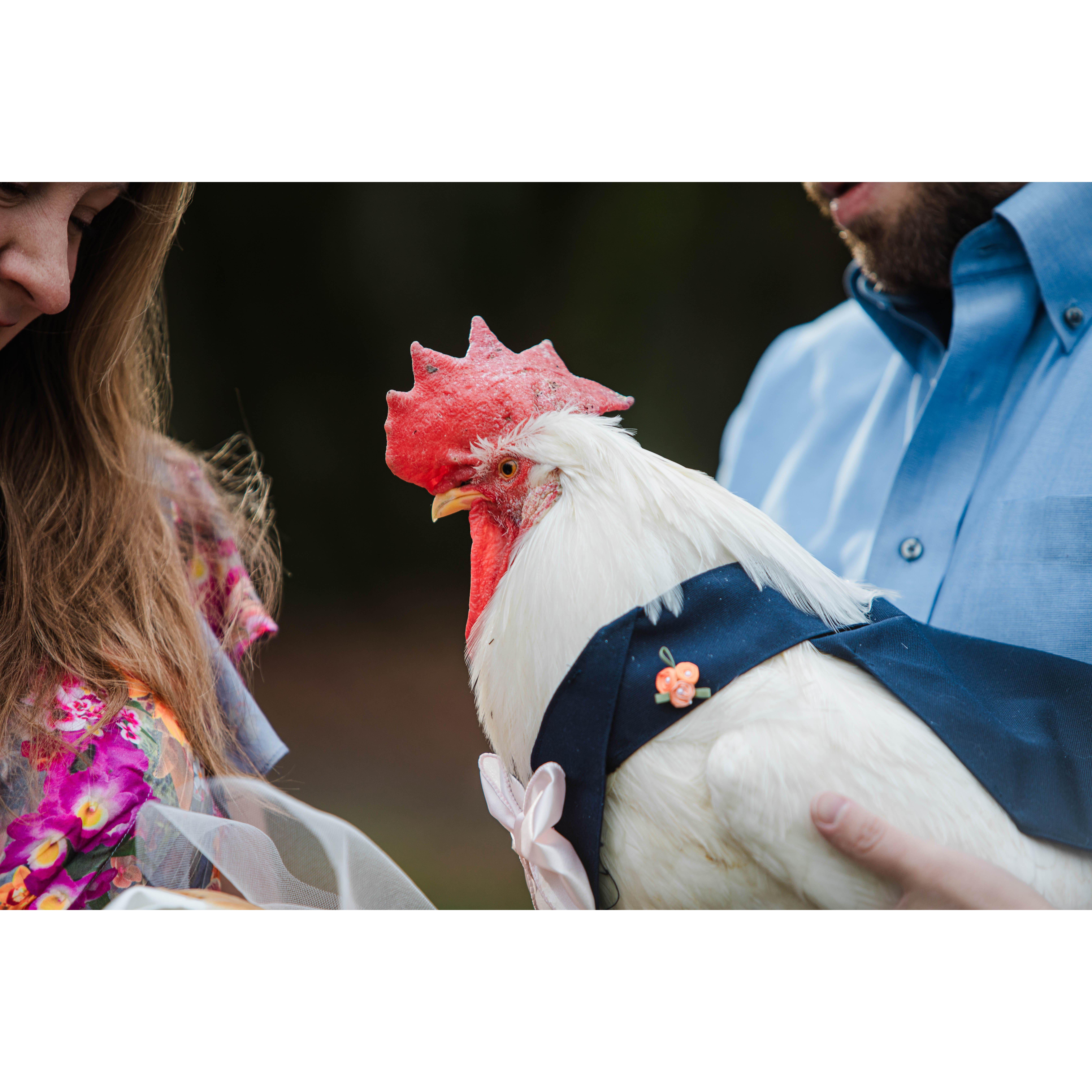 Charlie the rooster, not to be confused with Charlie the Groomsman