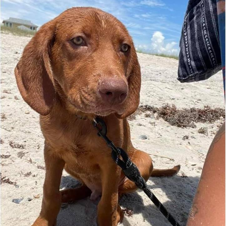 And Meet Saban.