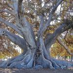 Moreton Bay Fig Tree