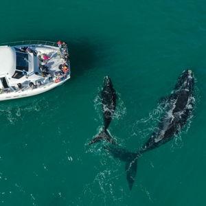 Whale Watching in Hermanus