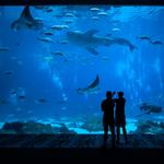 Monterey Bay Aquarium