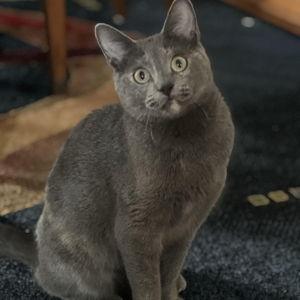 Charity Donation to White Oak Animal Safe Haven