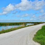 Lake Apopka Wildlife Drive