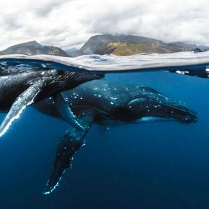 Honeymoon adventure: Swimming with the whales