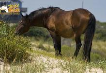 Wild Horse Adventure Tours