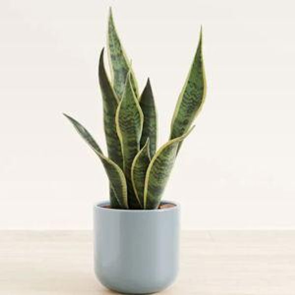 Self-Watering Plants for Easy-Care Plants | easyplant