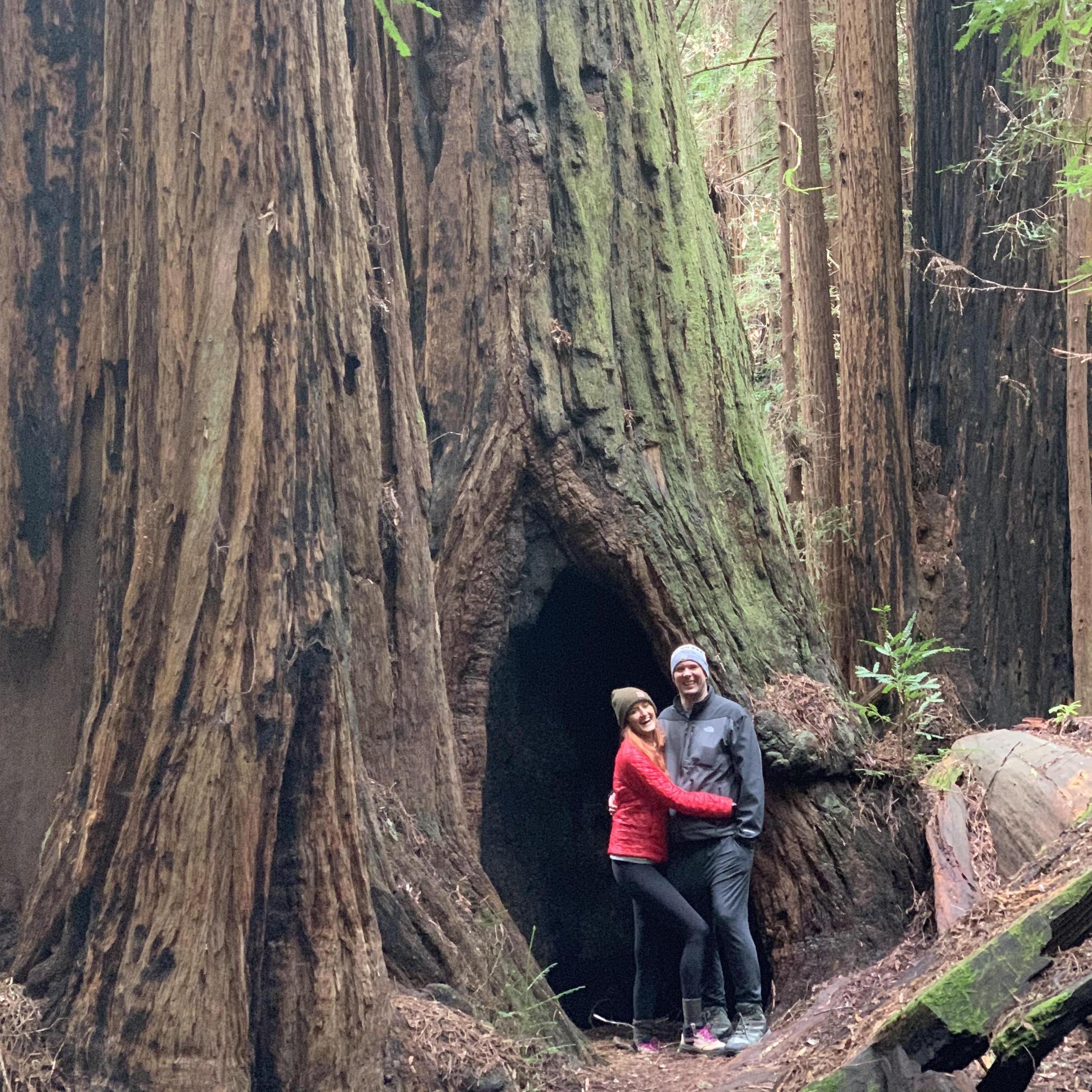 Visiting the Redwoods in California