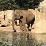 San Diego Zoo