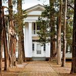 Rowan Oak