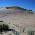 Jockey's Ridge State Park