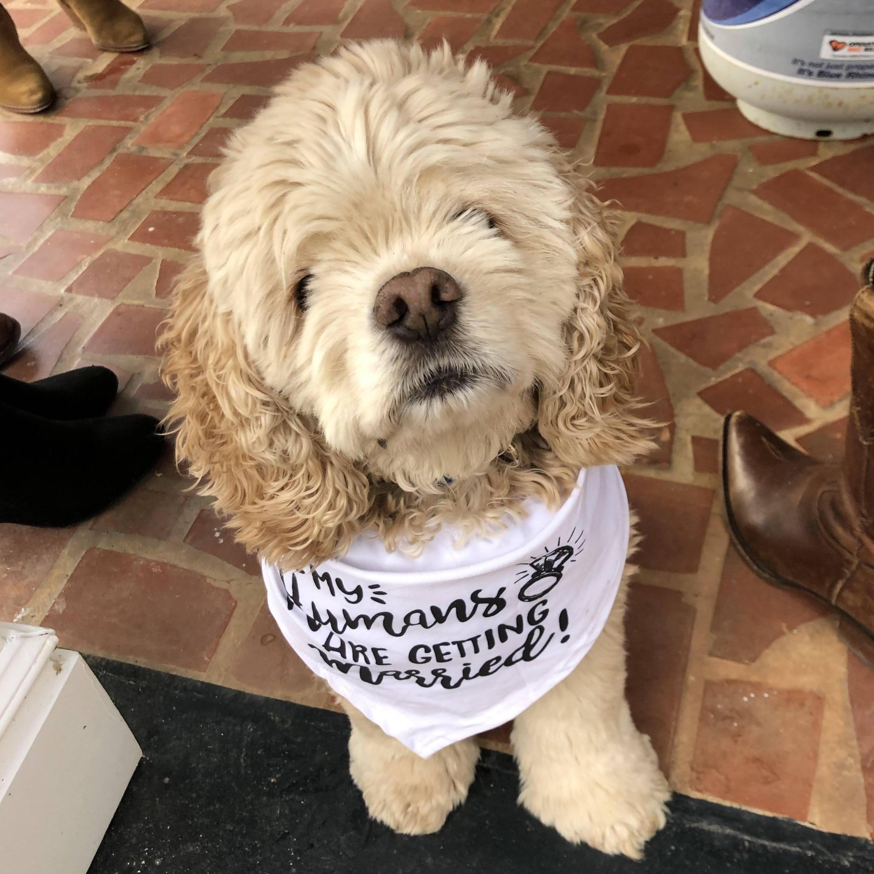 Truffles celebrating his Mom getting engaged