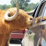 African Safari Wildlife Park