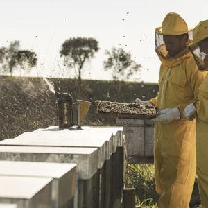 Beekeeping & Honey Tasting (Tuscany)(honeymoon)