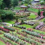 International Rose Garden
