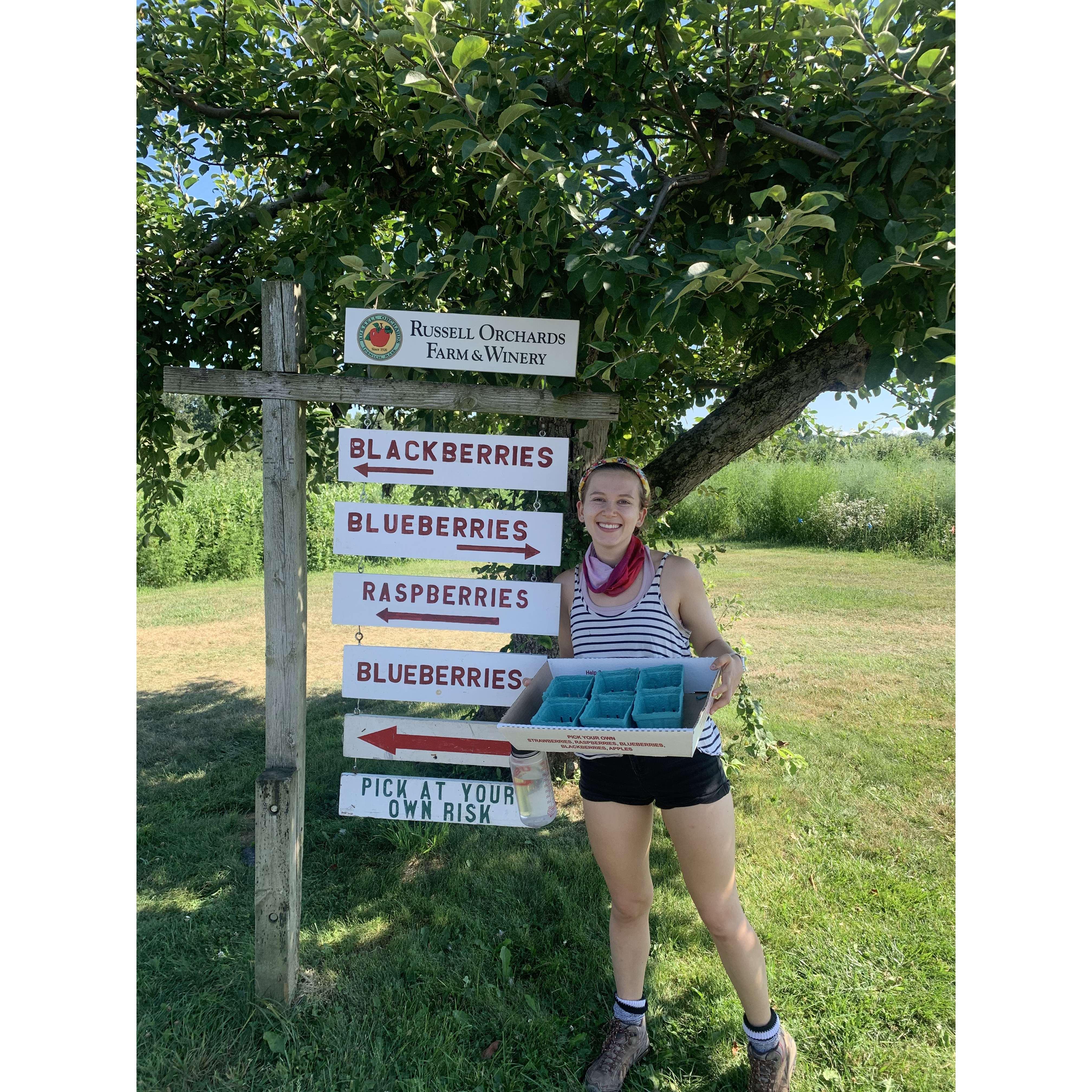 Berry picking in Beverly Massachusetts during the pandemic