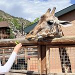 Cheyenne Mountain Zoo