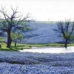 Bluebonnet Trail