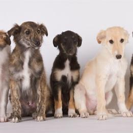 Puppy Fund