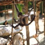 Akumal Monkey Sanctuary
