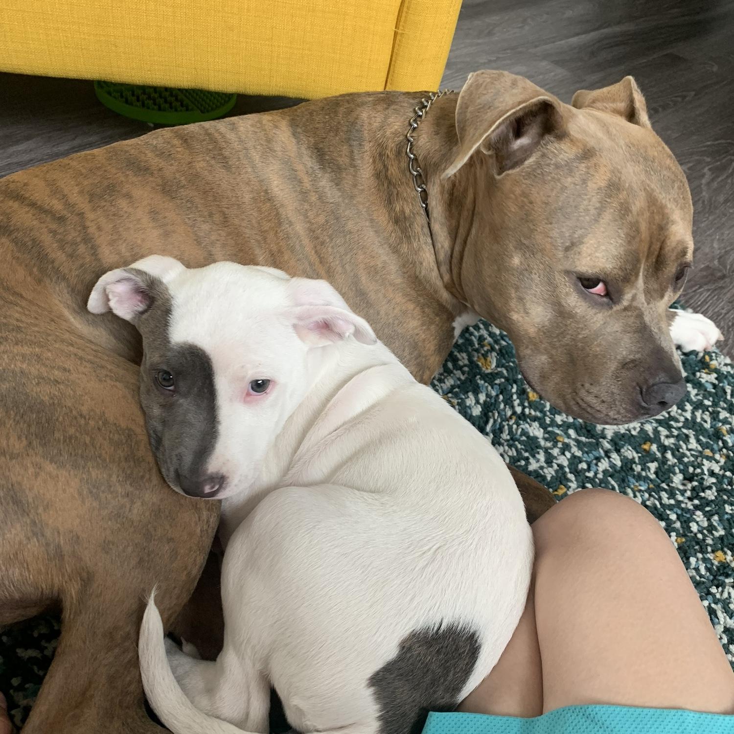 A year later we got Stella and they were instantly best friends.