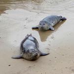 Carpinteria Seal Sanctuary