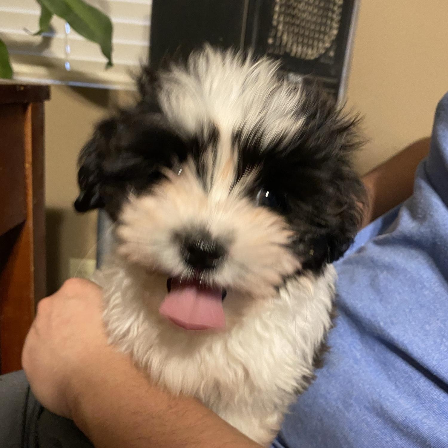 Griswold joined our family
January 7th, 2021