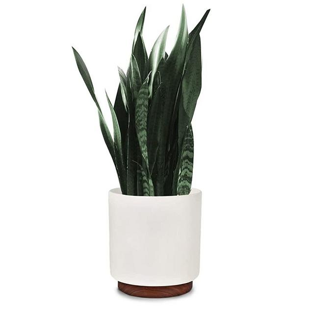 Fox & Fern 12" Large Plant Pot with Wood Base – Fits Plant Stand – Drainage Plug – Outdoor Indoor – Matte White