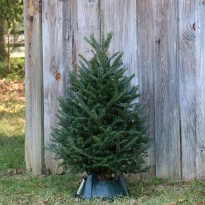 3.5 ft. to 4 ft. Freshly Cut Table Top Fraser Fir Christmas Tree with Stand
