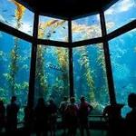 Monterey Bay Aquarium