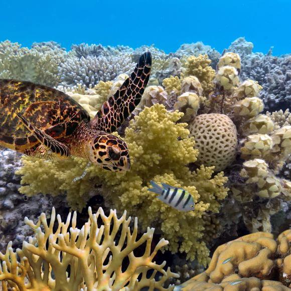 Great Barrier Reef Snorkeling Excursion