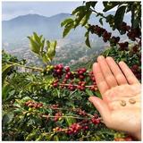 COLOMBIA COFFEE TOUR